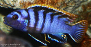 Labidochromis sp. 'mbamba' Mbamba Bay